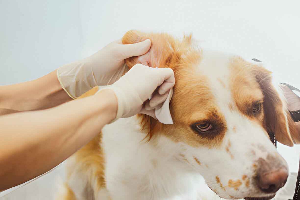 Dog Ear Infections - Causes, Symptoms, and Treatment